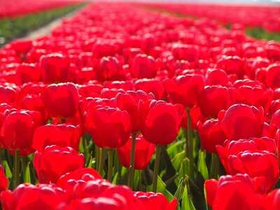 Netherlands tulips flowers