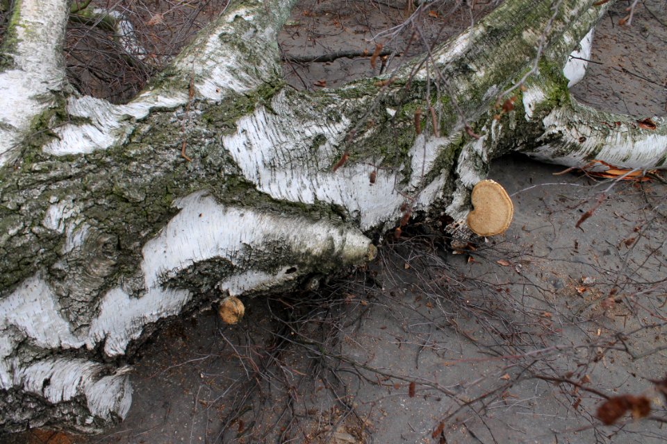 Piptoporus betulinus 5408