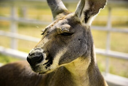 Wildlife kangaroo texana ranch