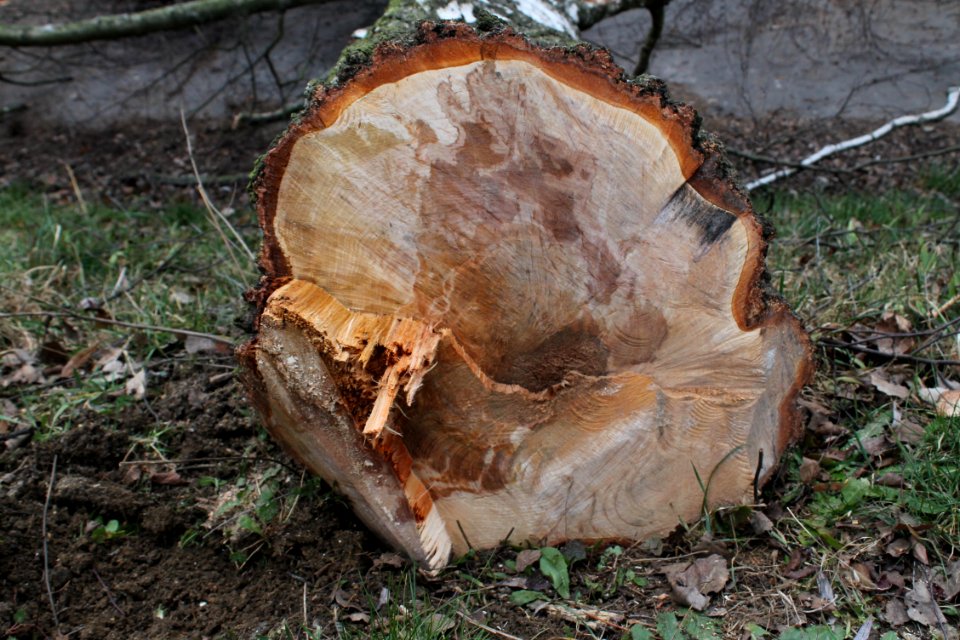 Piptoporus betulinus 5383