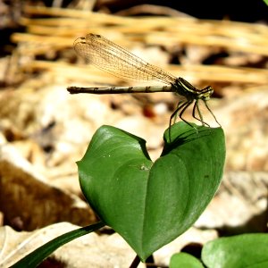 Platycnemis pennipes2 photo