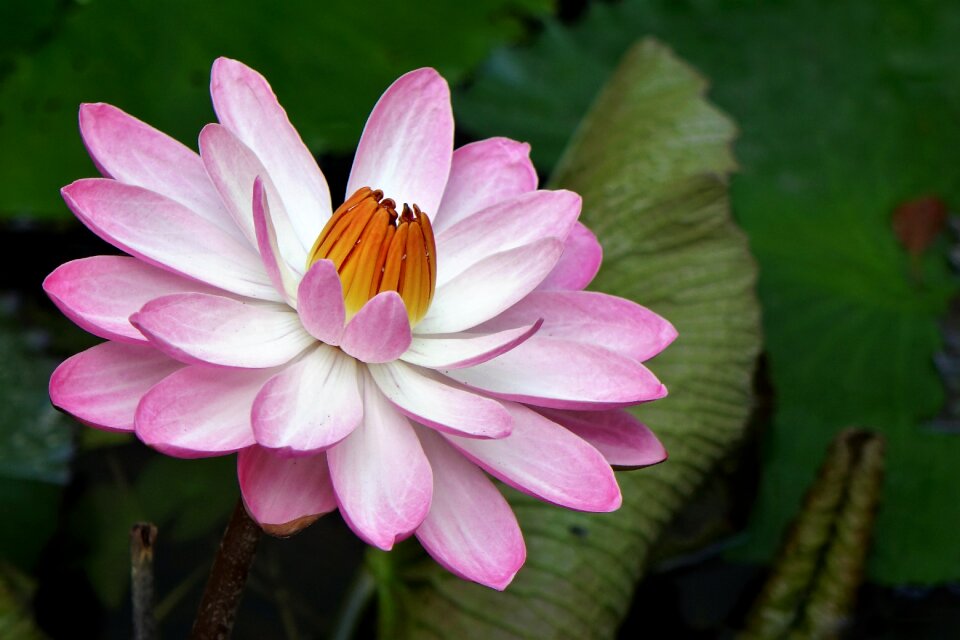 Lotus water fu yung pink