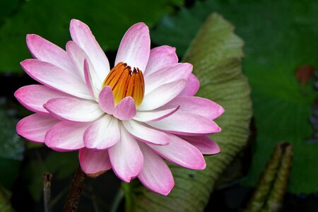 Lotus water fu yung pink
