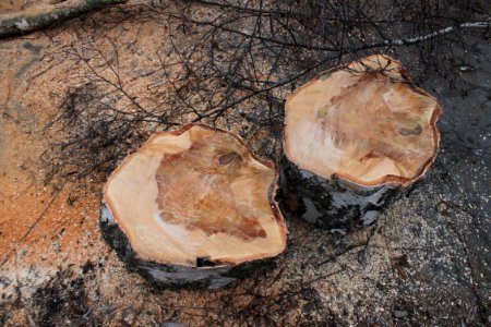 Piptoporus betulinus 5419