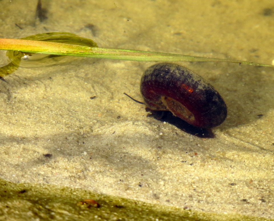 Planorbarius corneus Pukhivka
