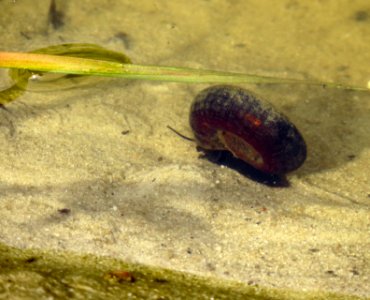 Planorbarius corneus Pukhivka photo