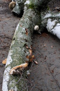 Piptoporus betulinus 5413 photo