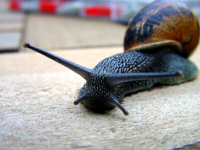 Mollusc cottage nature