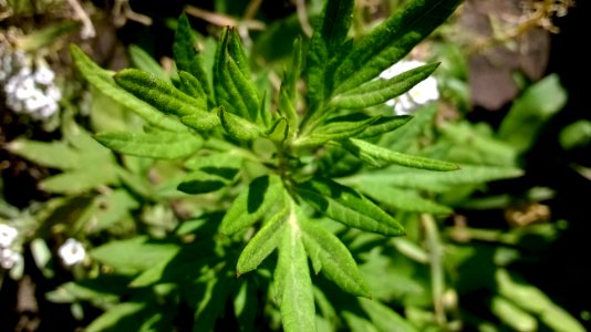 Planta con hojas picudas