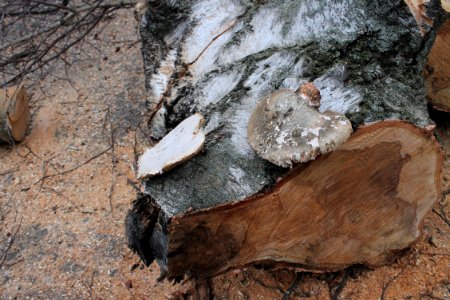 Piptoporus betulinus 5444 photo