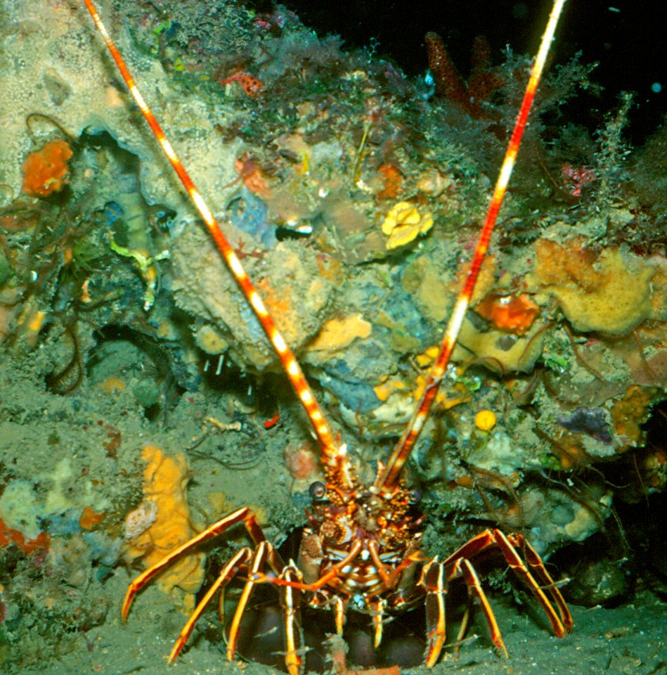 Palinurus vulgaris Latreille, 1804 1
