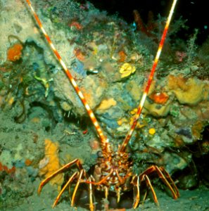 Palinurus vulgaris Latreille, 1804 1