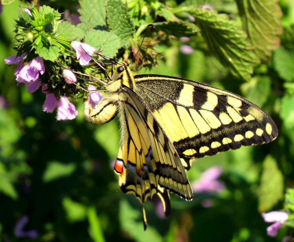 Papilio machaon DVRZ2