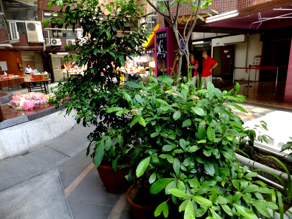 Plants in Central Court of Shin Kong Minsheng Square 20120825