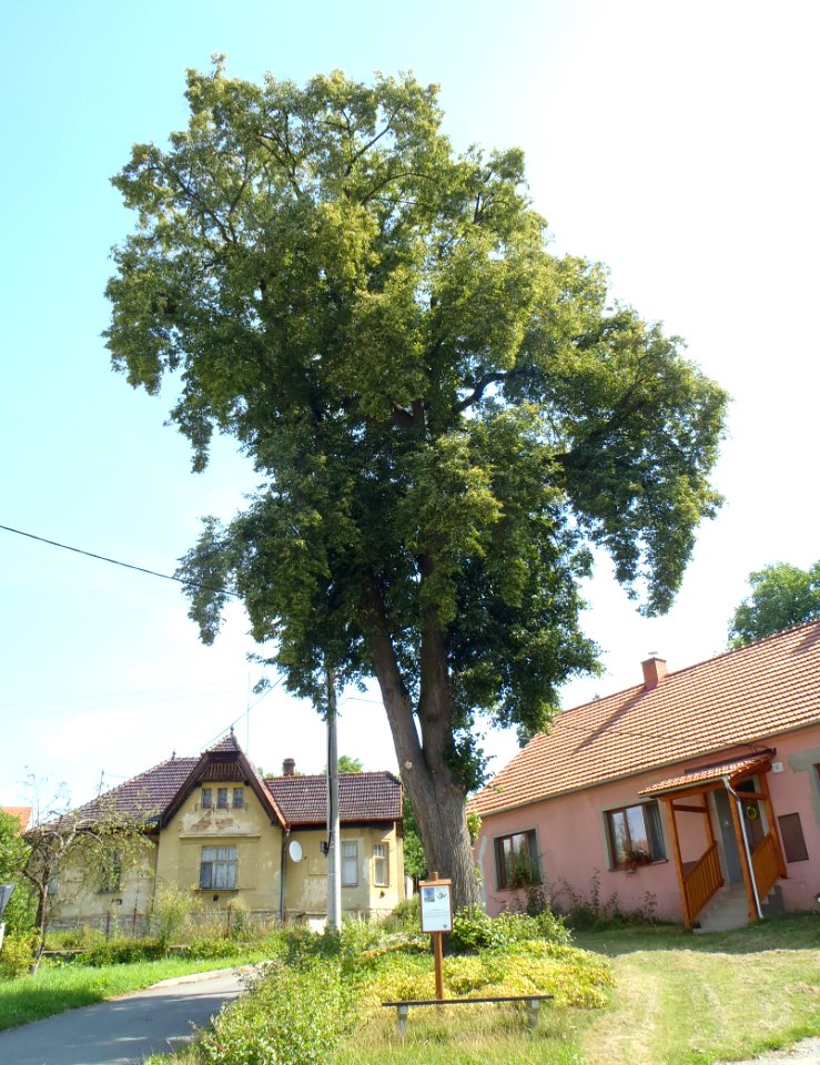 Památná lípa srdčitá před KD, Knínice u Boskovic
