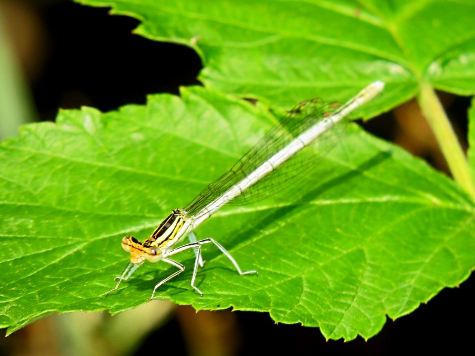 Platycnemis pennipes12