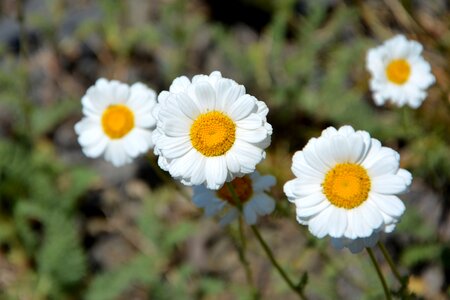 Spring flowers plant flowers