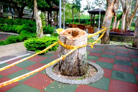 Paper-bark Tea Tree Stump in West Plaza of Fumin Ecology Park 20151107