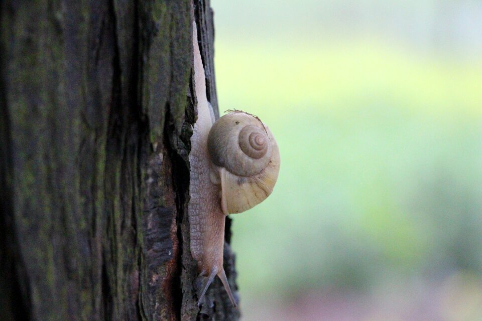 Snails animal nature