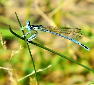 Platycnemis pennipes15 photo