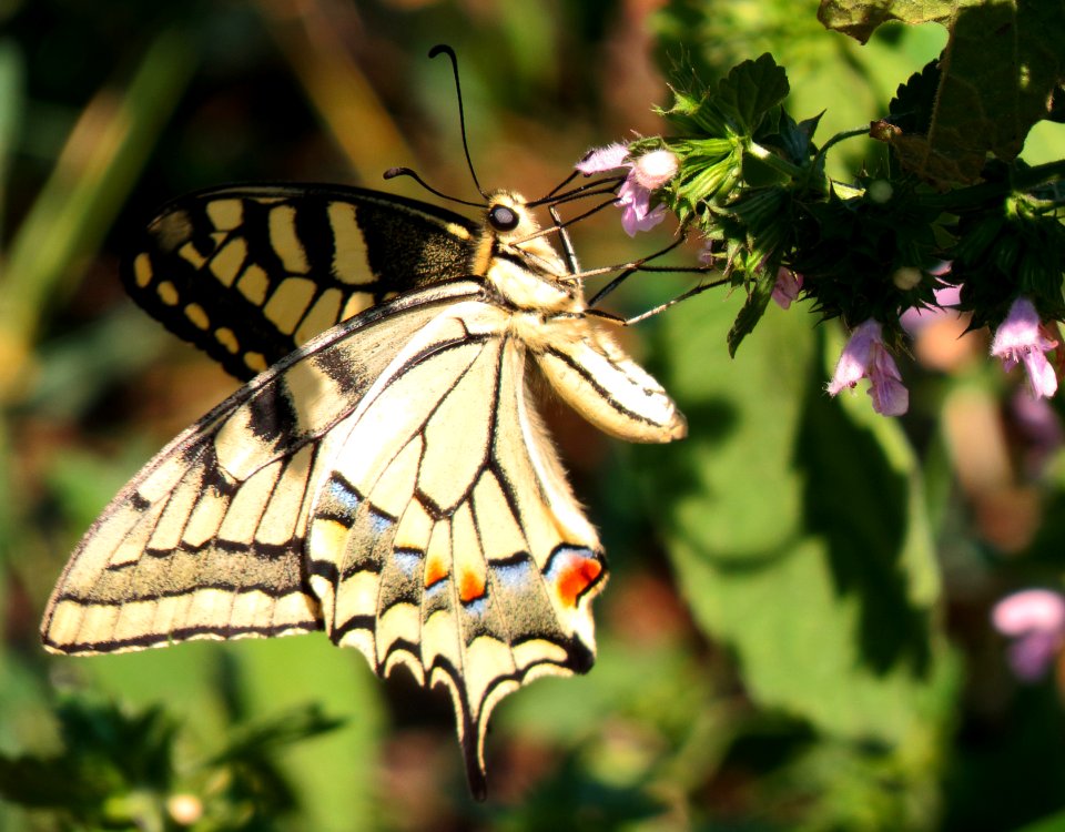 Papilio machaon DVRZ1