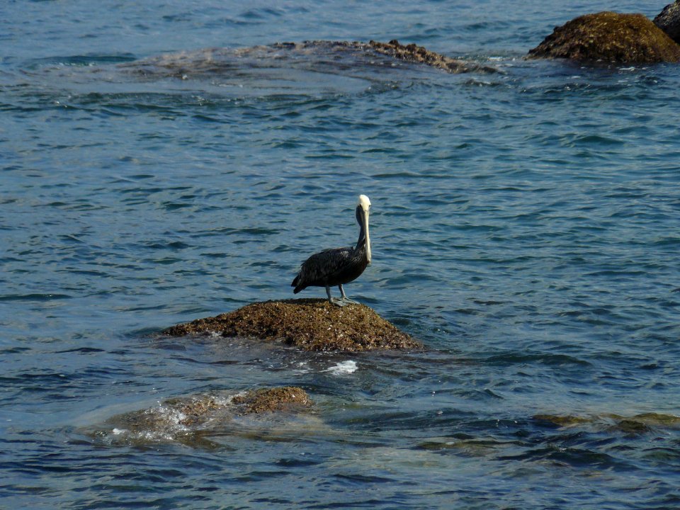 Pelícano en Acapulco, sobre una roca
