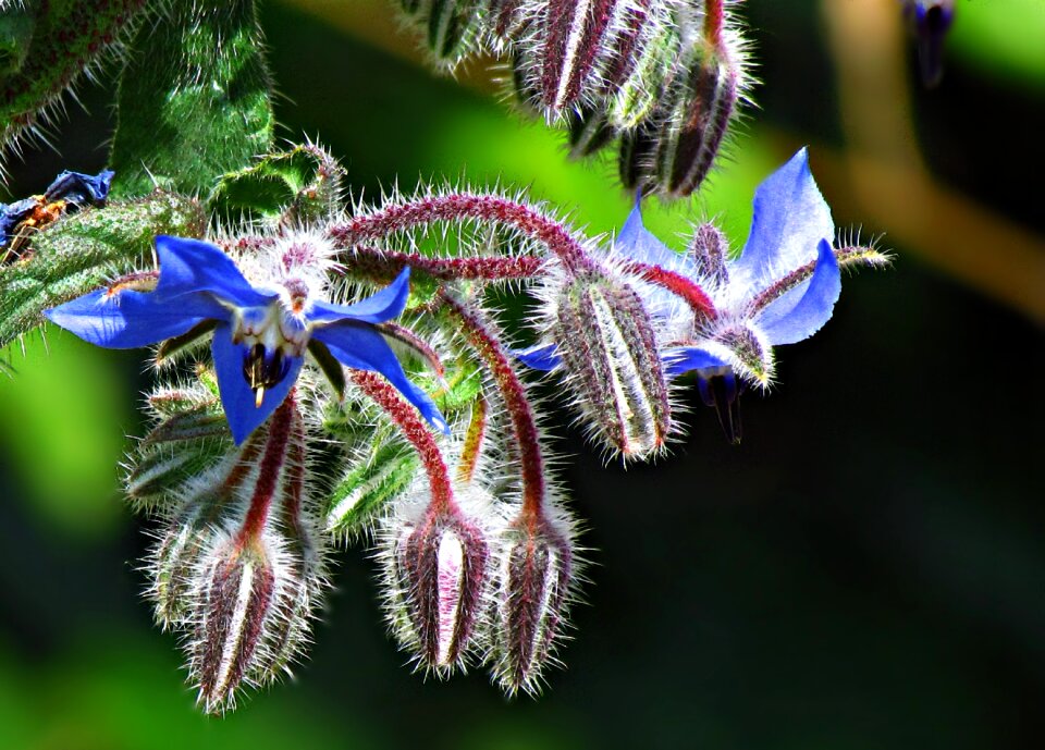 Flowers the buds nature