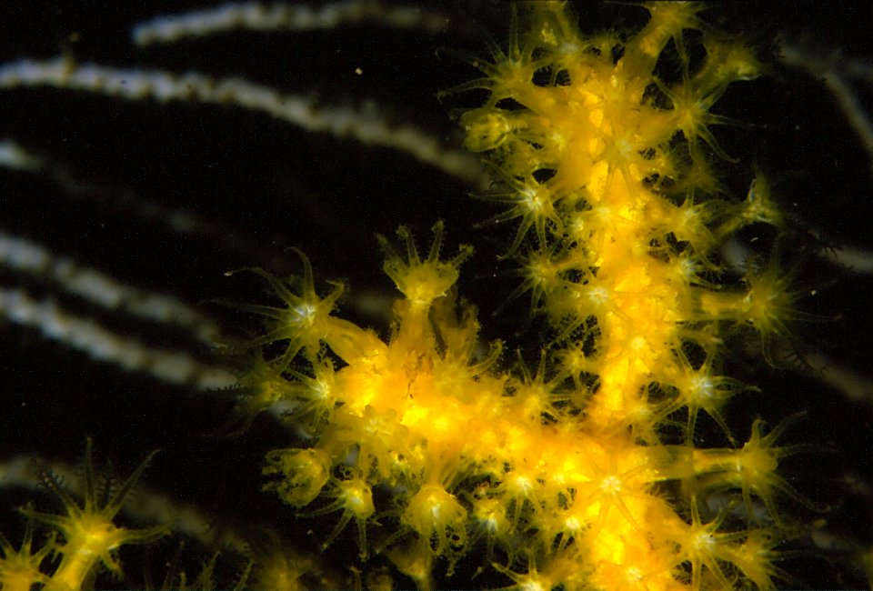 Paramuricea clavata (Risso, 1826) - polype var. jaune