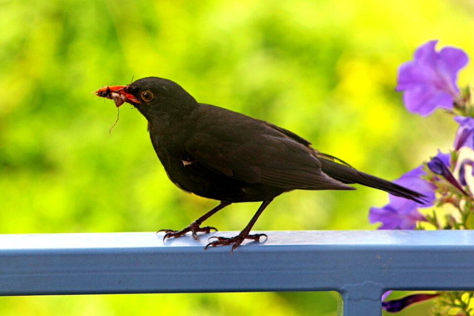 Bird blackbird closeup