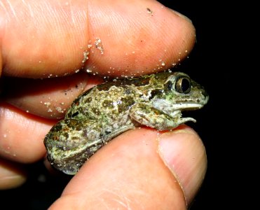 Pelobates fuscus Pohreby2