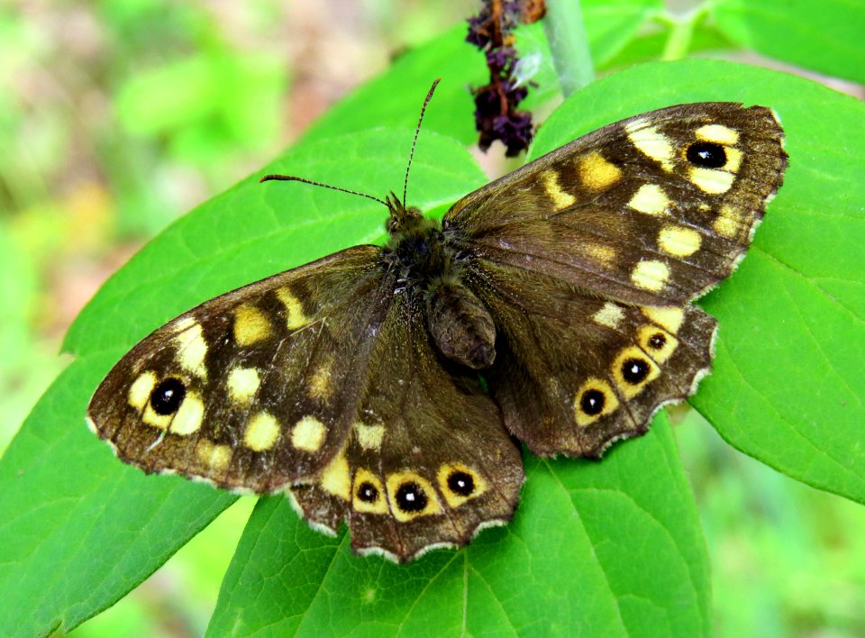 Pararge aegeria Muromets1