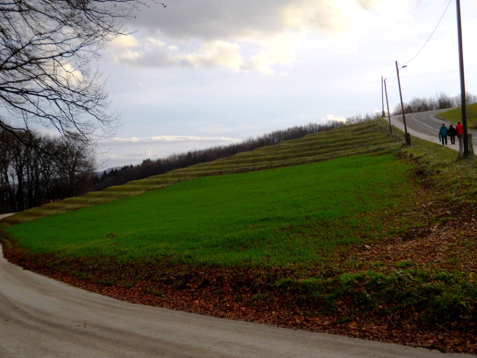 Pšenica pozimi