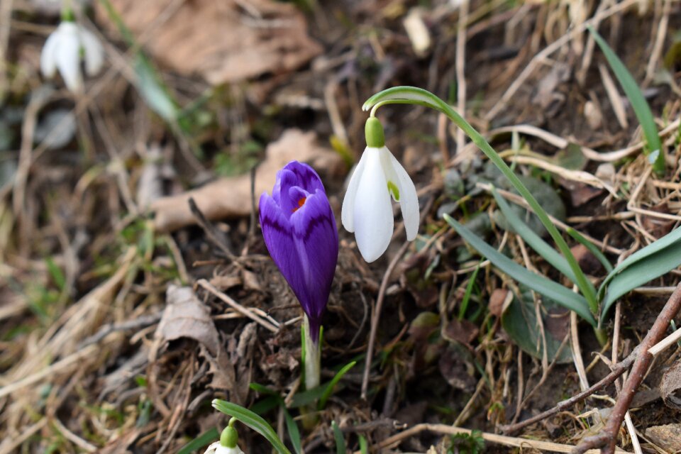 Flora springtime spring