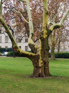 Park Adama Mickiewicza w Poznaniu 05