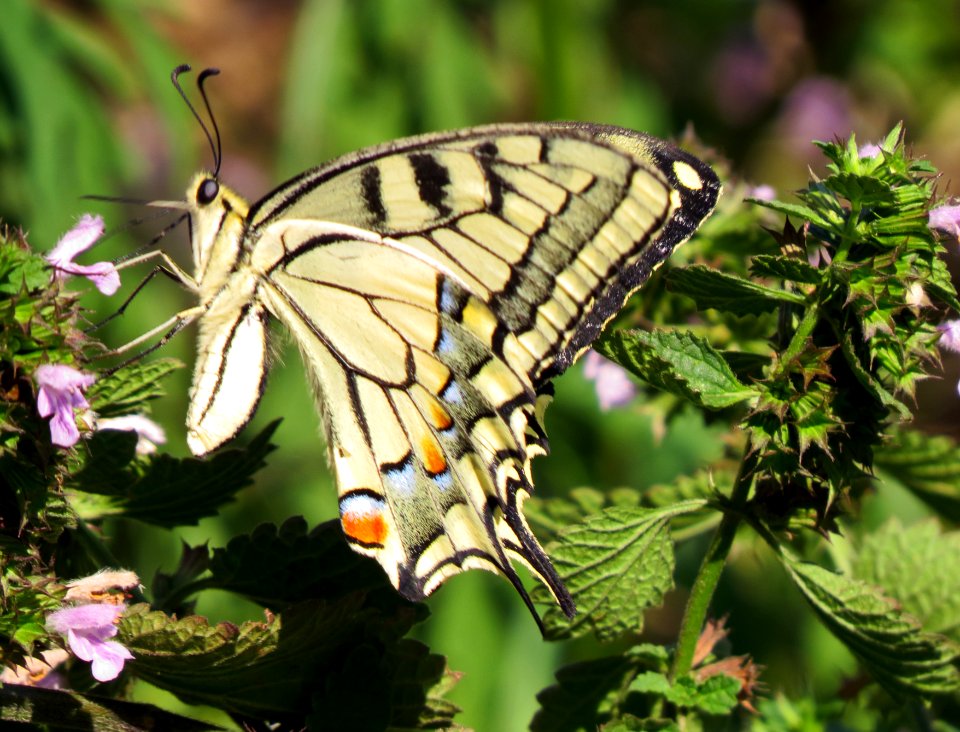 Papilio machaon DVRZ3