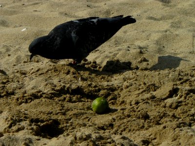 Paloma en la arena