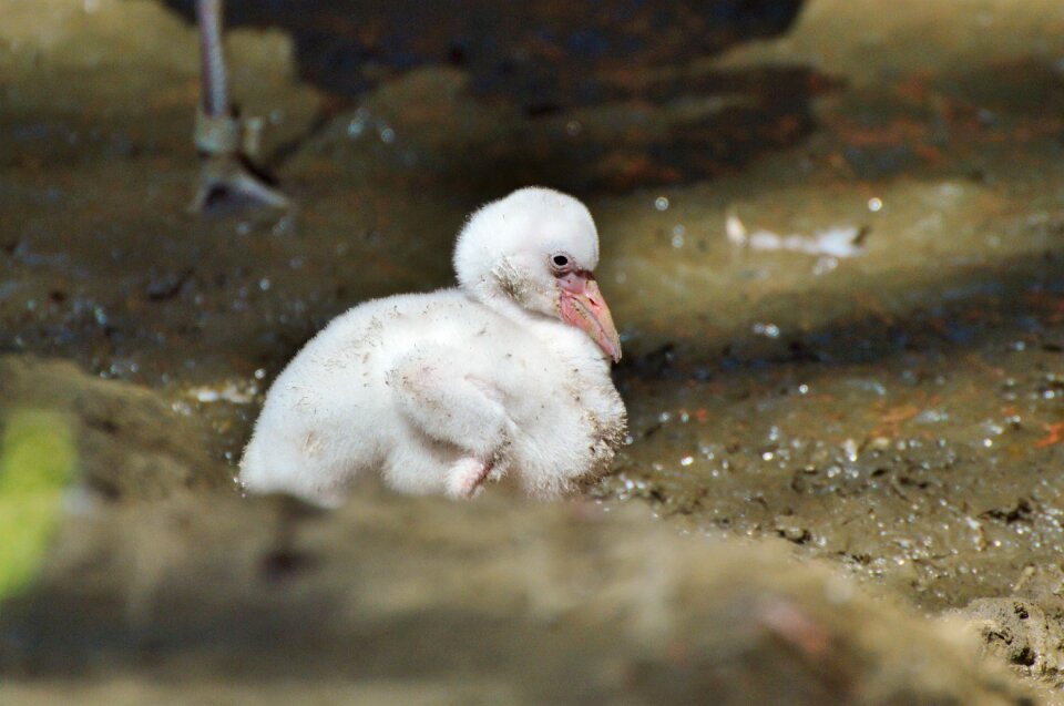 Chicks young flamingo pink photo