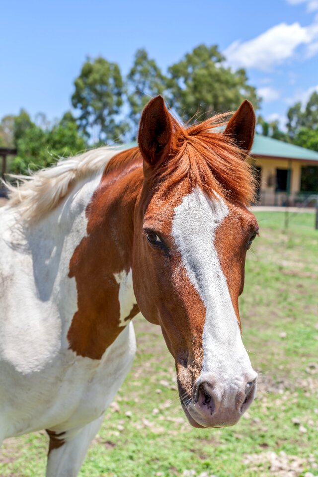 Paint horse animal riding