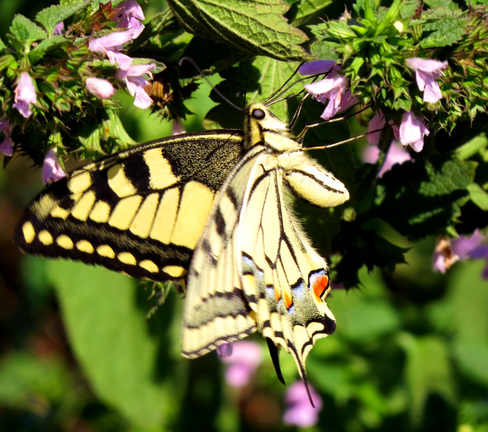 Papilio machaon DVRZ4