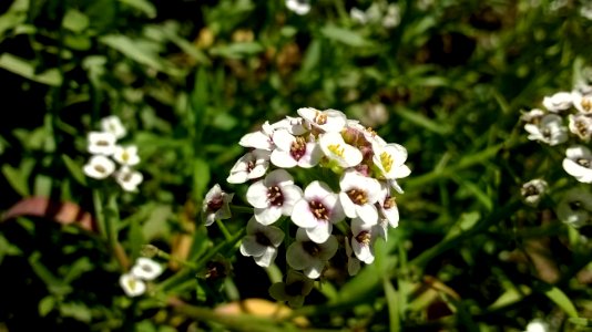 Pequeña flor blanca photo