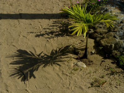 Pequeña palma y su sombra