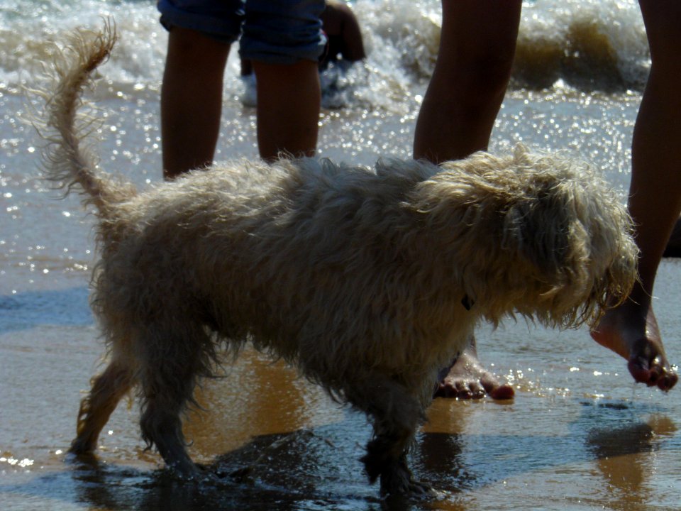 Perro callejero blanco en la playa