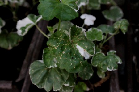Pelargonium 15271