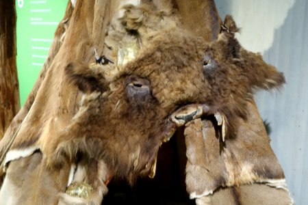 Pelze und Felle im Neandertalmuseum 2020 - (08) photo