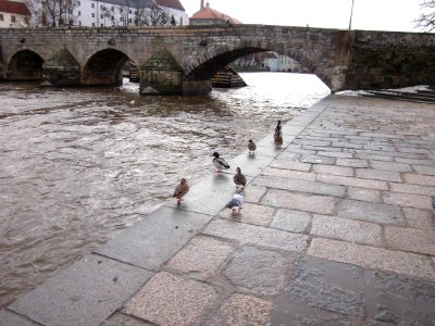 Písecký most – kachny na břehu