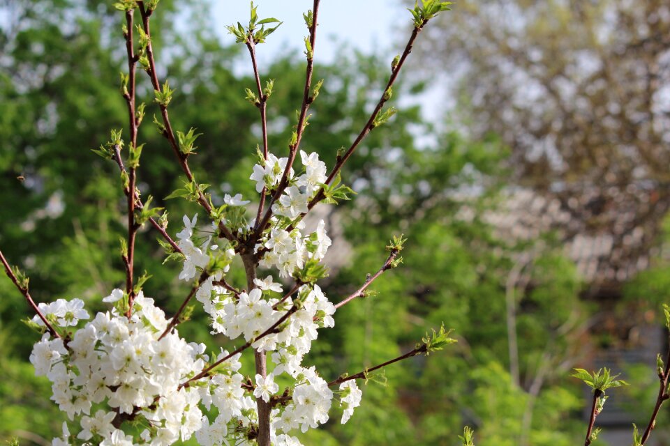 Branch plant season
