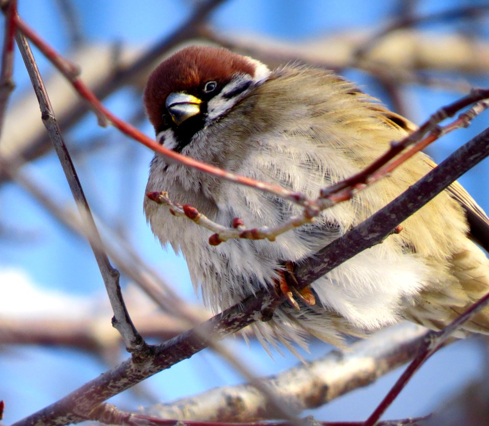 Passer montanus Kiev3