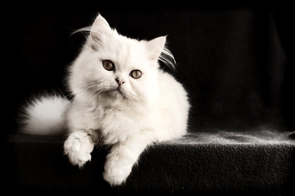 Kitten pet portrait