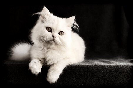 Kitten pet portrait photo