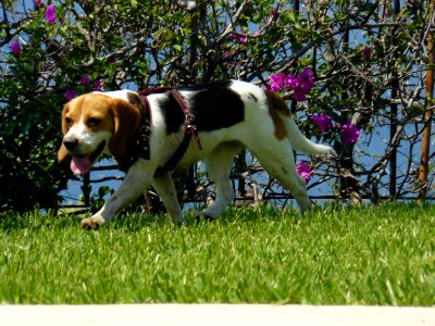 Perro beagle camina photo